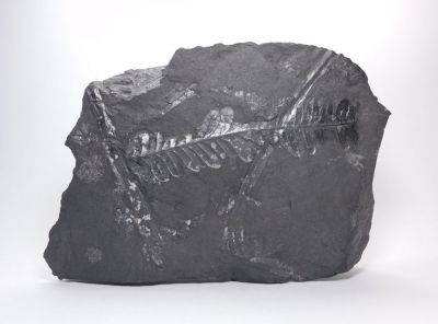 Kapradina Alethopteris sp. - důl Jindřich, Zbýšov u Brna Kapradina Alethopteris sp. - důl Jindřich, Zbýšov u Brna